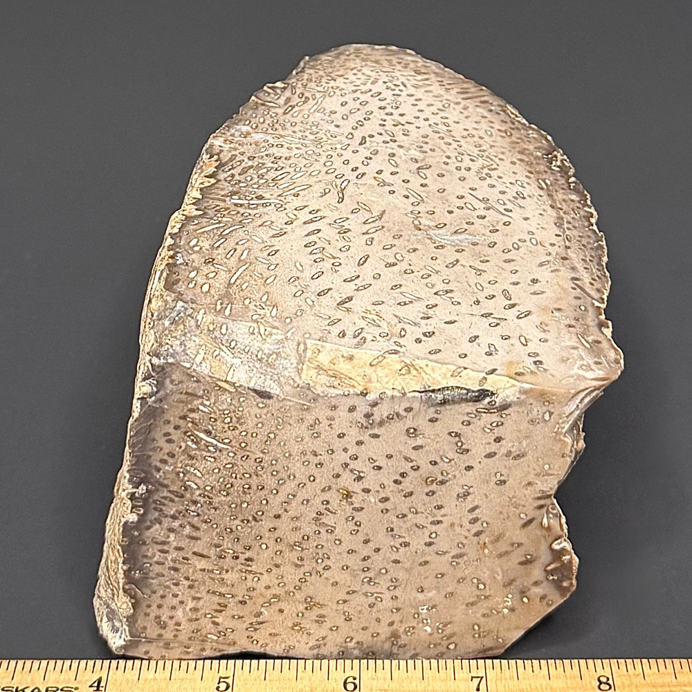 BCR307 Petrified Palmwood - Image 2