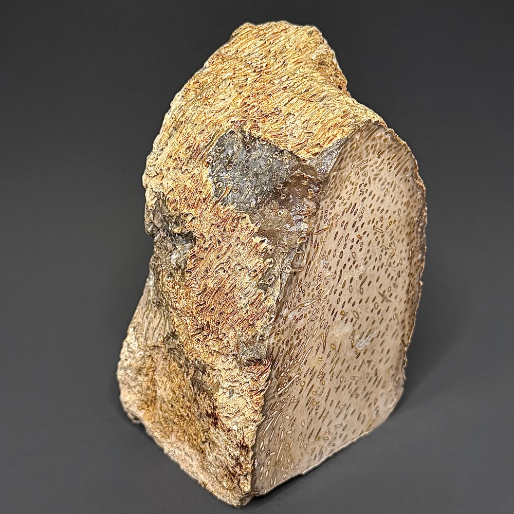 BCR307 Petrified Palmwood - Image 4