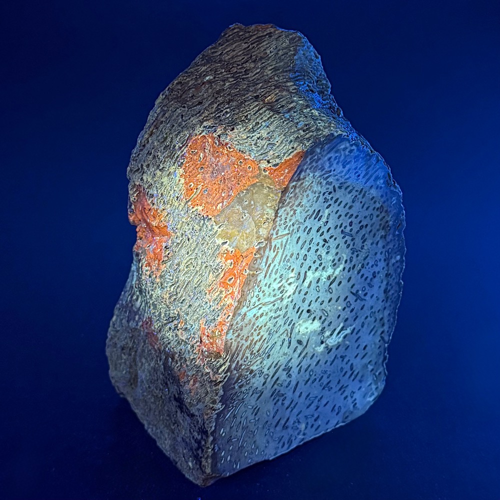 BCR307 Petrified Palmwood