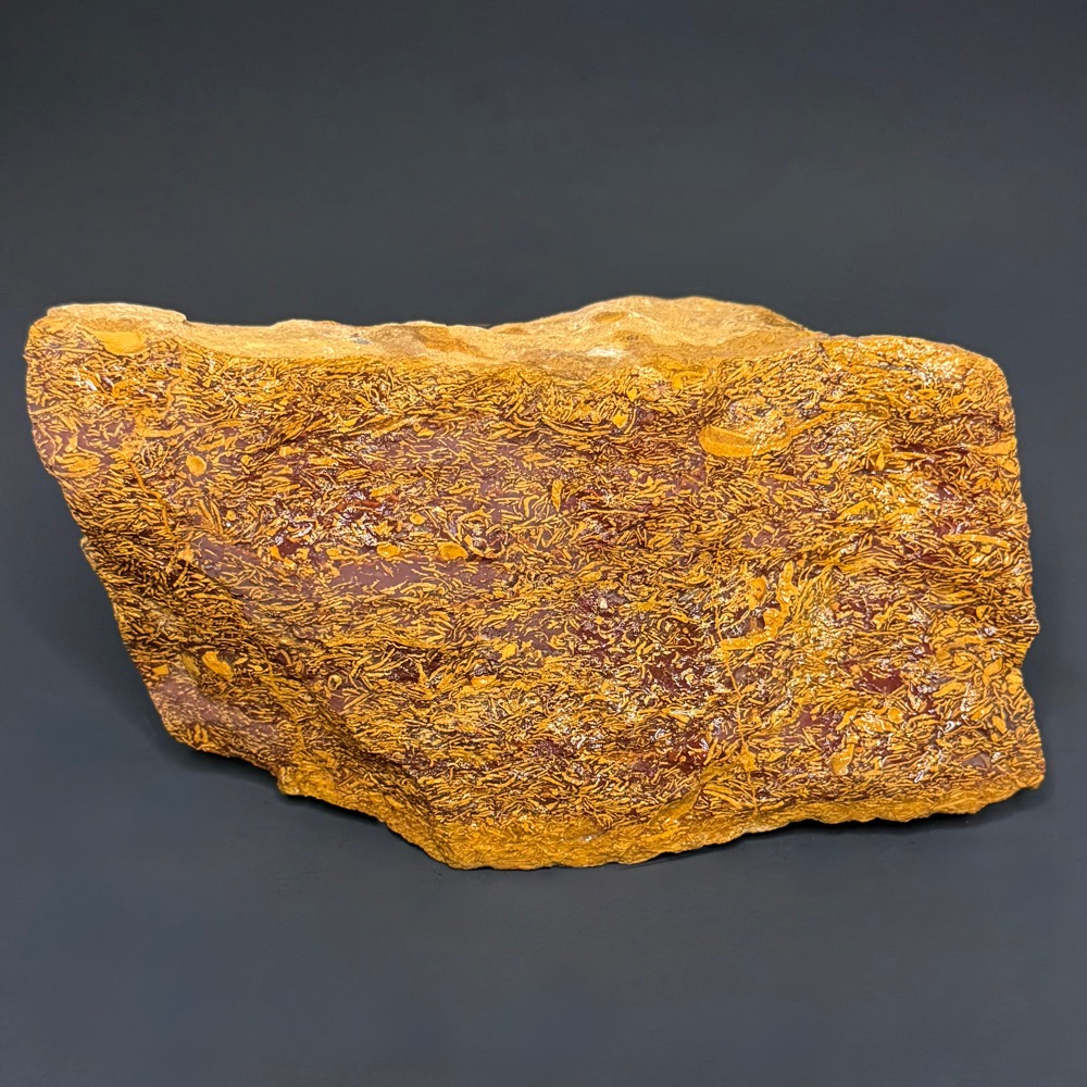 BCR415 Coquina Jasper