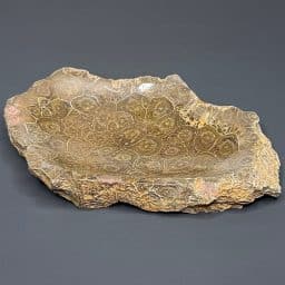 FO201 Fossil Coral Dish