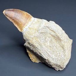 FO206 Mosasaur Tooth