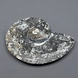FO209 Fossil Rock Dish