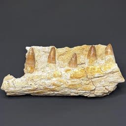 FO306 Mosasaurs Jaw Section