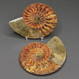 FO314 Ammonite Set