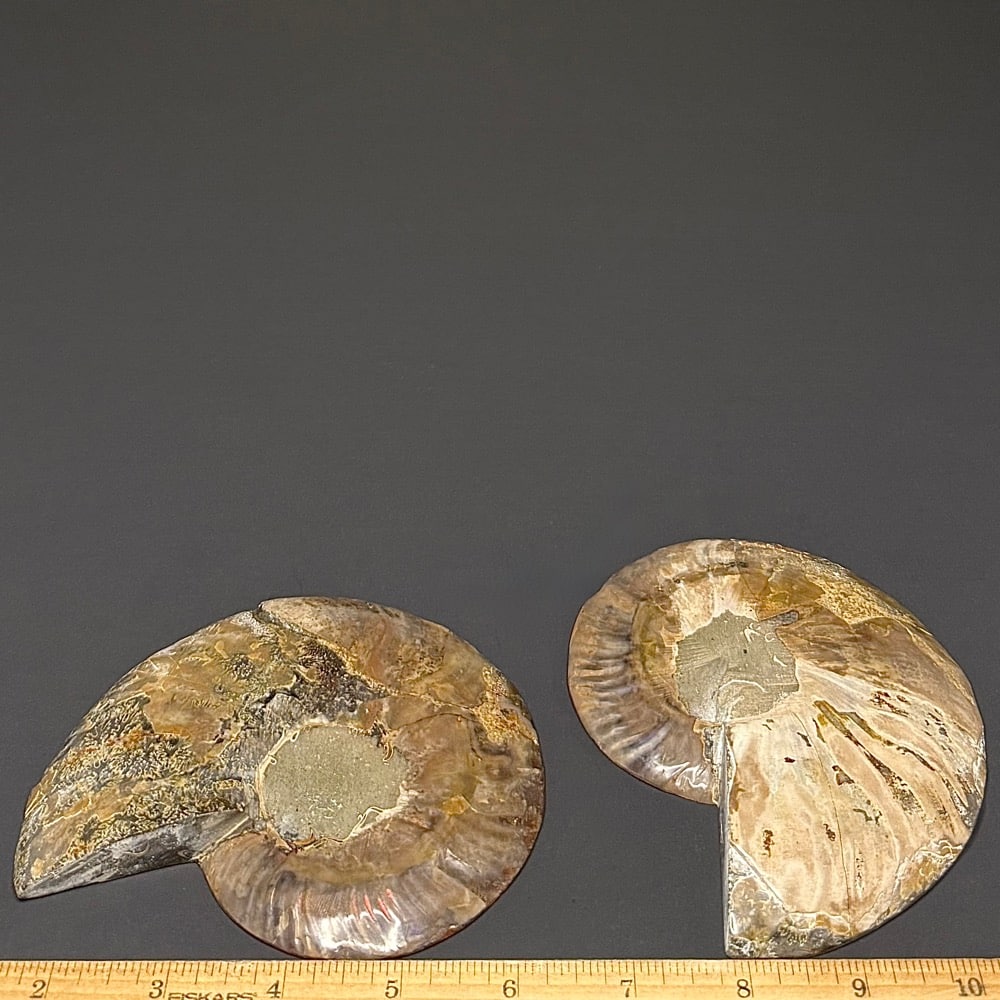 FO314 Ammonite Set - Image 2