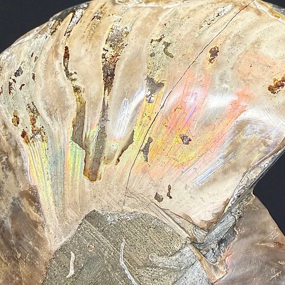 FO314 Ammonite Set - Image 4