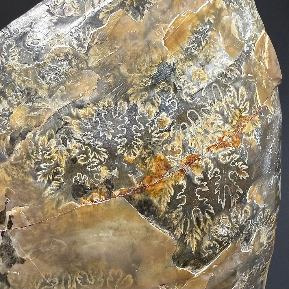 FO314 Ammonite Set - Image 5