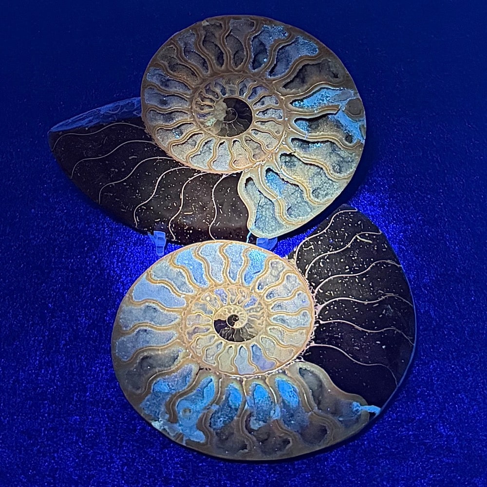 FO314 Ammonite Set