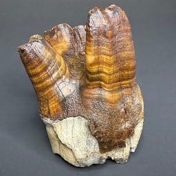 FO710 Woolly Rhino Tooth