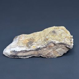 BCR315 Pacific Northwest Petrified Wood
