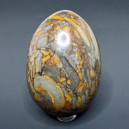 EGG602 Fossil Root