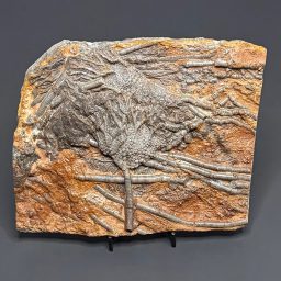 FO111 Crinoid Fossil Plaque