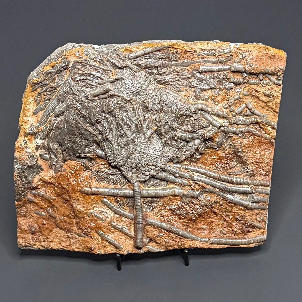 FO111 Crinoid Fossil Plaque