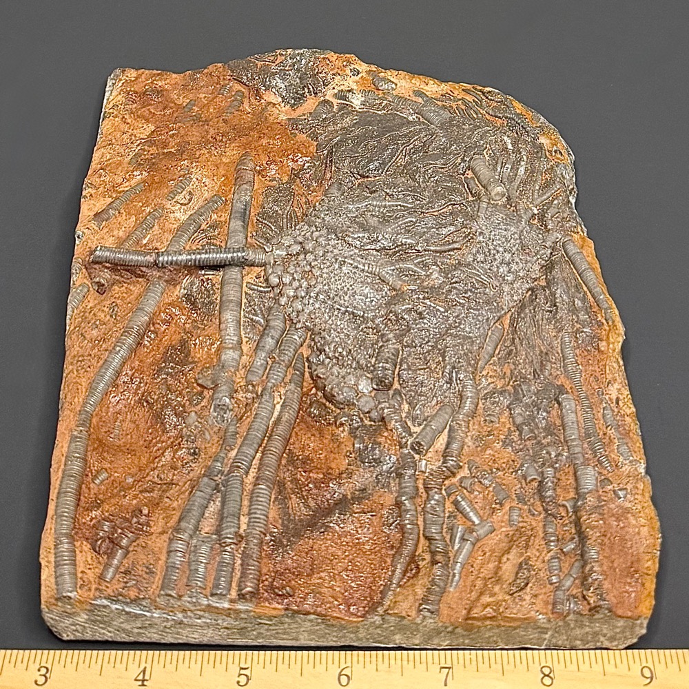 FO111 Crinoid Fossil Plaque - Image 2
