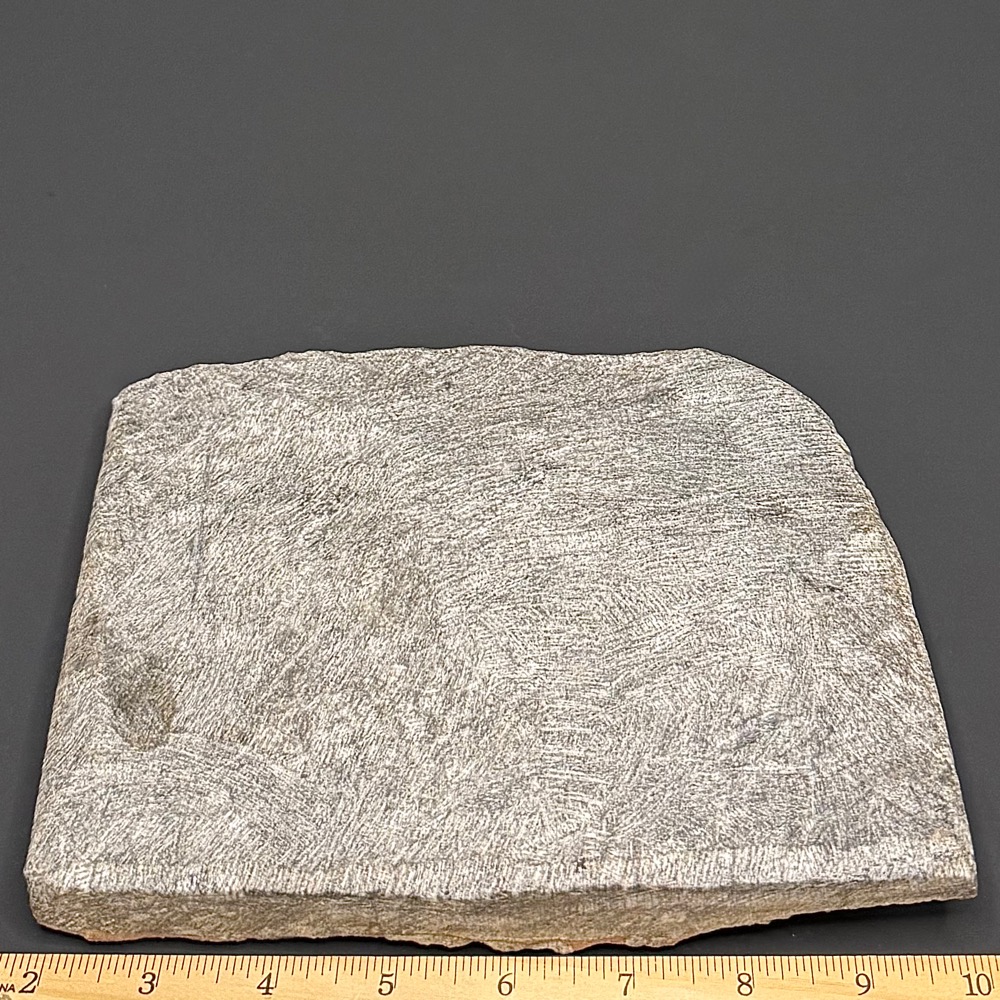 FO111 Crinoid Fossil Plaque