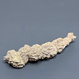FO510 Fossil Turtle Poop