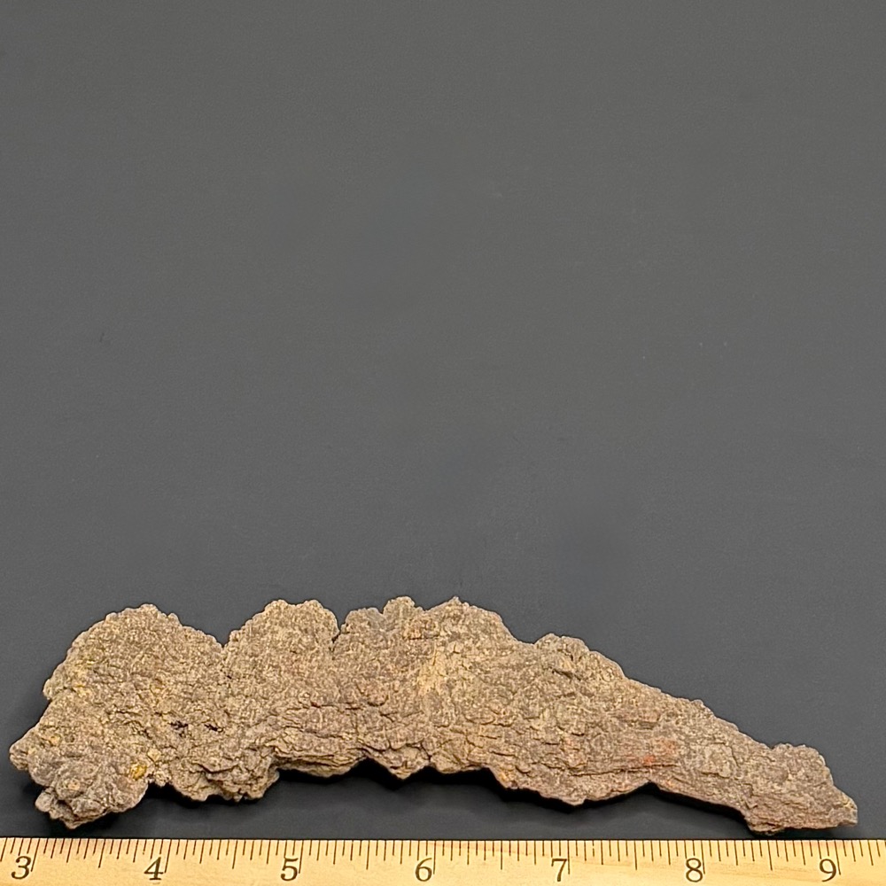 FO510 Fossil Coprolite (Turtle Poop) - Image 2