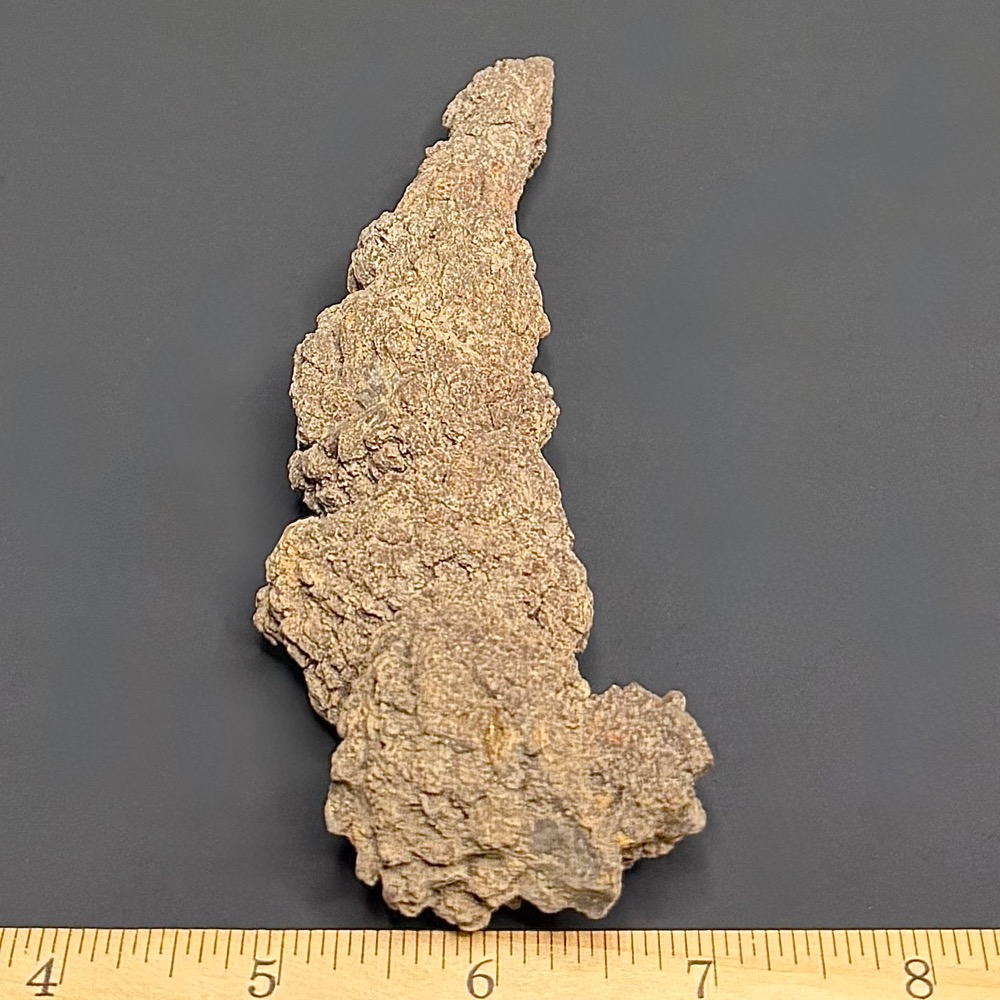 FO510 Fossil Turtle Poop