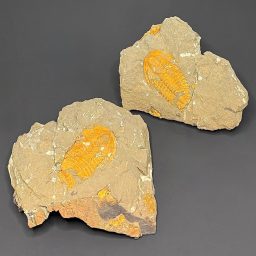 GAL407 TRILOBITE