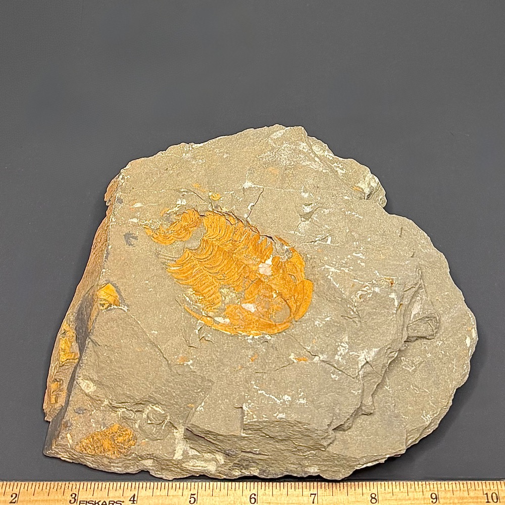 GAL407 TRILOBITE - Image 2