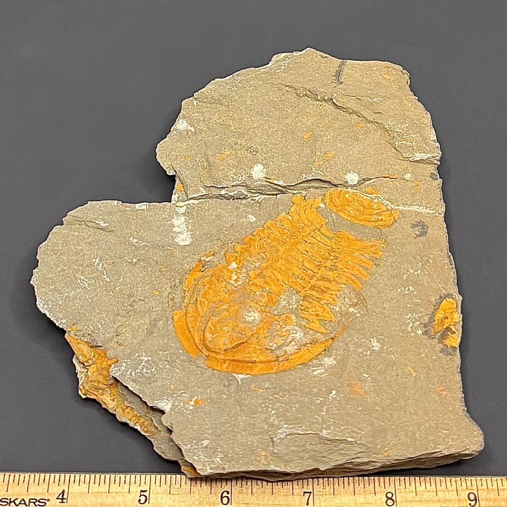 GAL407 TRILOBITE - Image 3