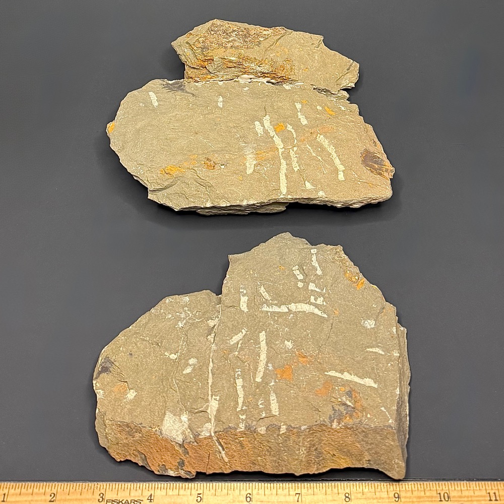 GAL407 TRILOBITE - Image 4