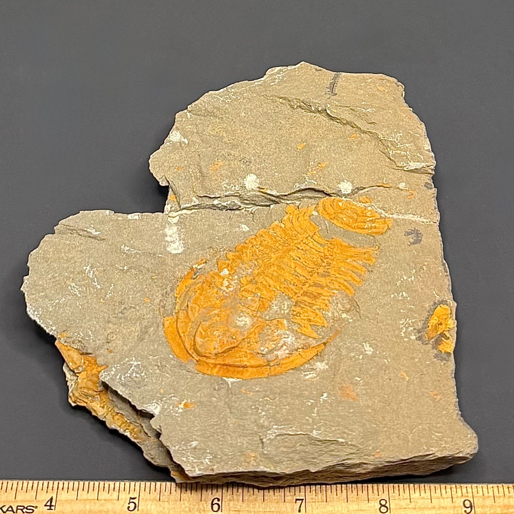 GAL407 TRILOBITE - Image 5