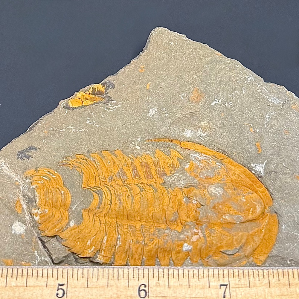 GAL407 TRILOBITE