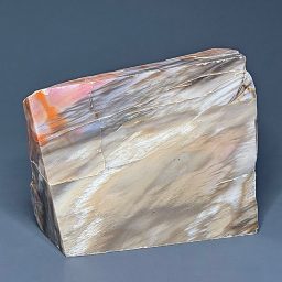 PR501 Petrified Wood