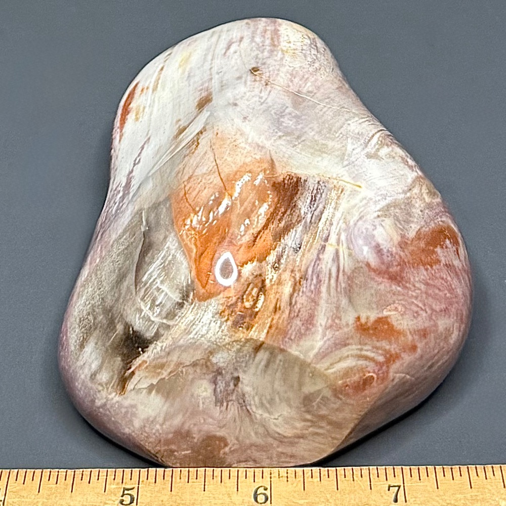 PR611 Petrified Wood - Image 4