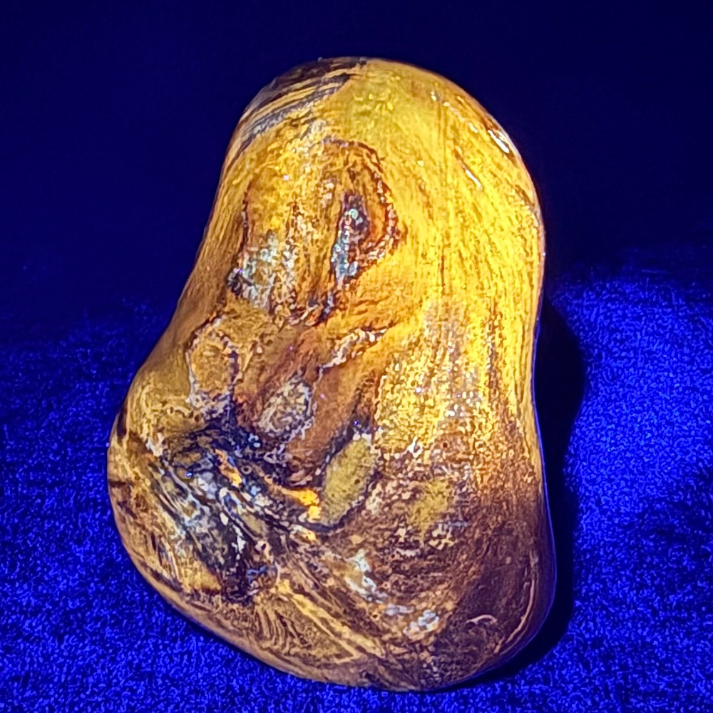 PR611 Petrified Wood