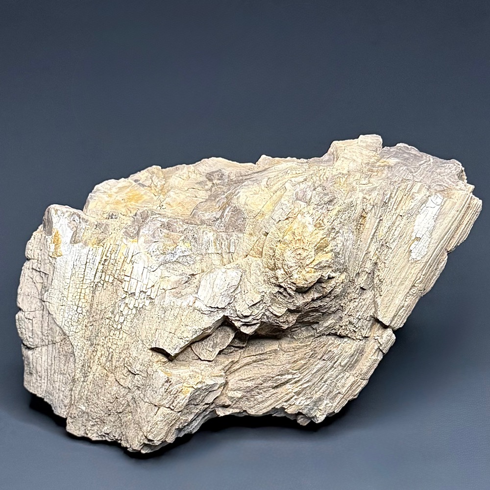 PR1012 Petrified Wood