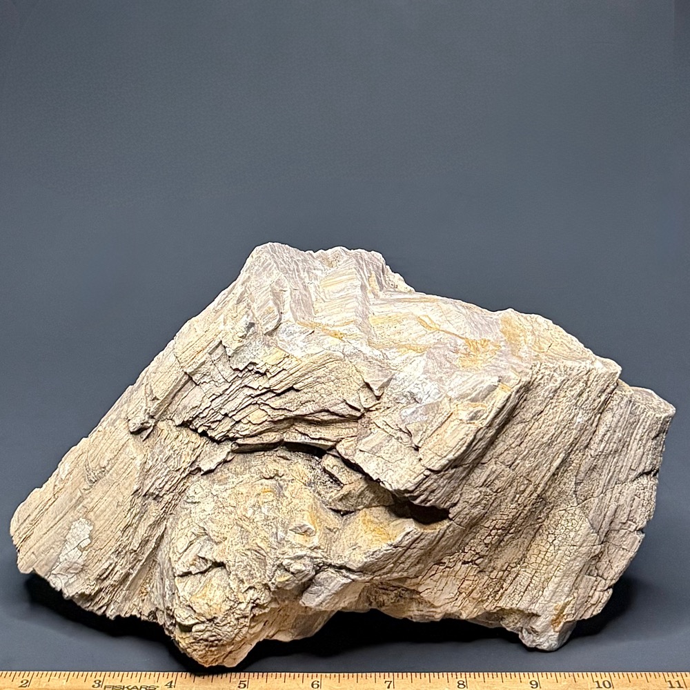 PR1012 Petrified Wood - Image 2