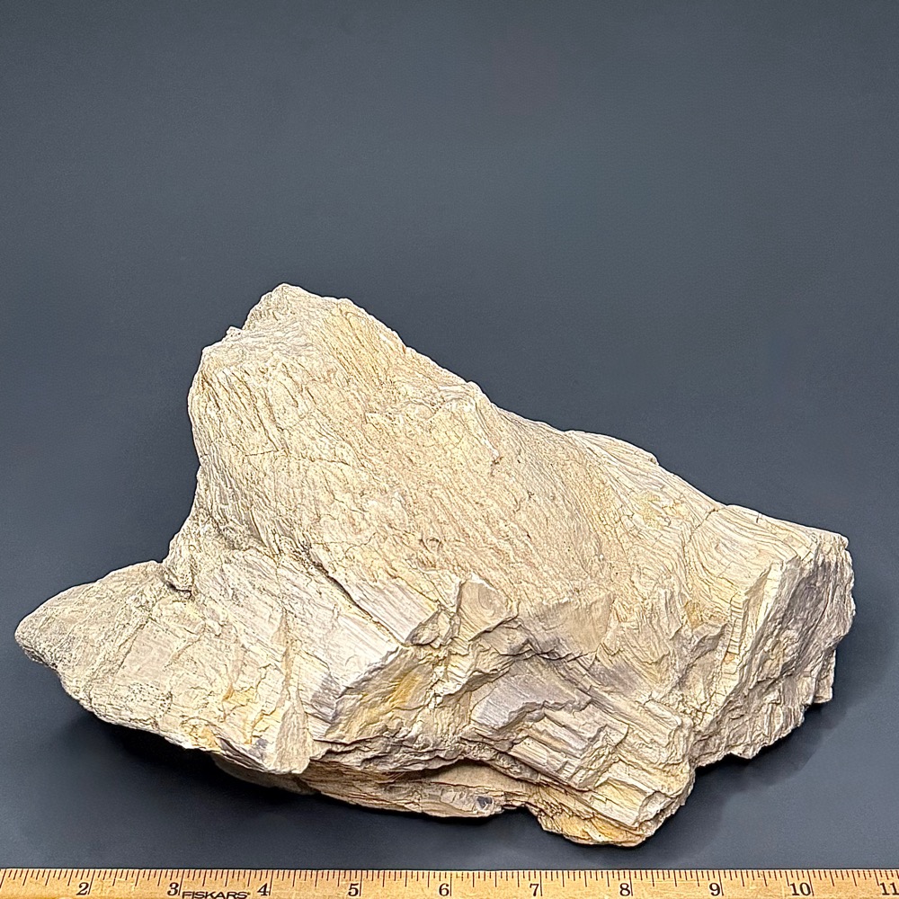 PR1012 Petrified Wood - Image 3