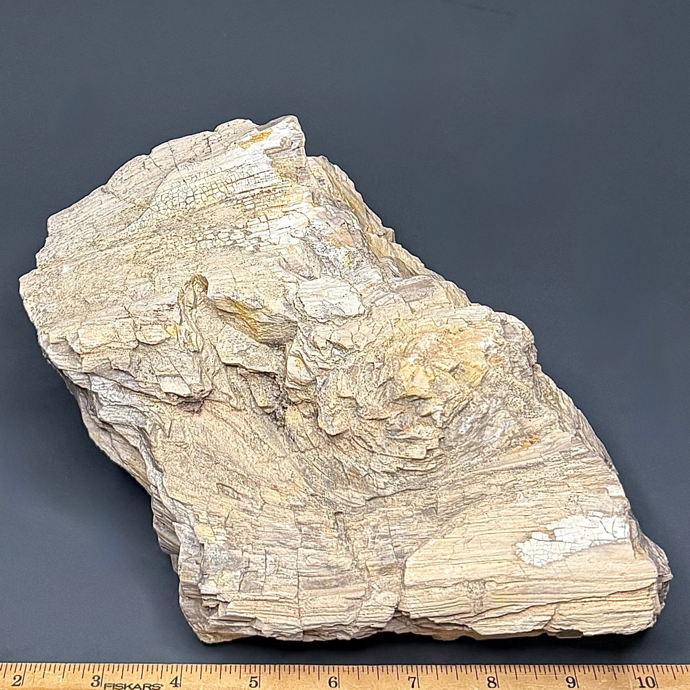 PR1012 Petrified Wood - Image 4