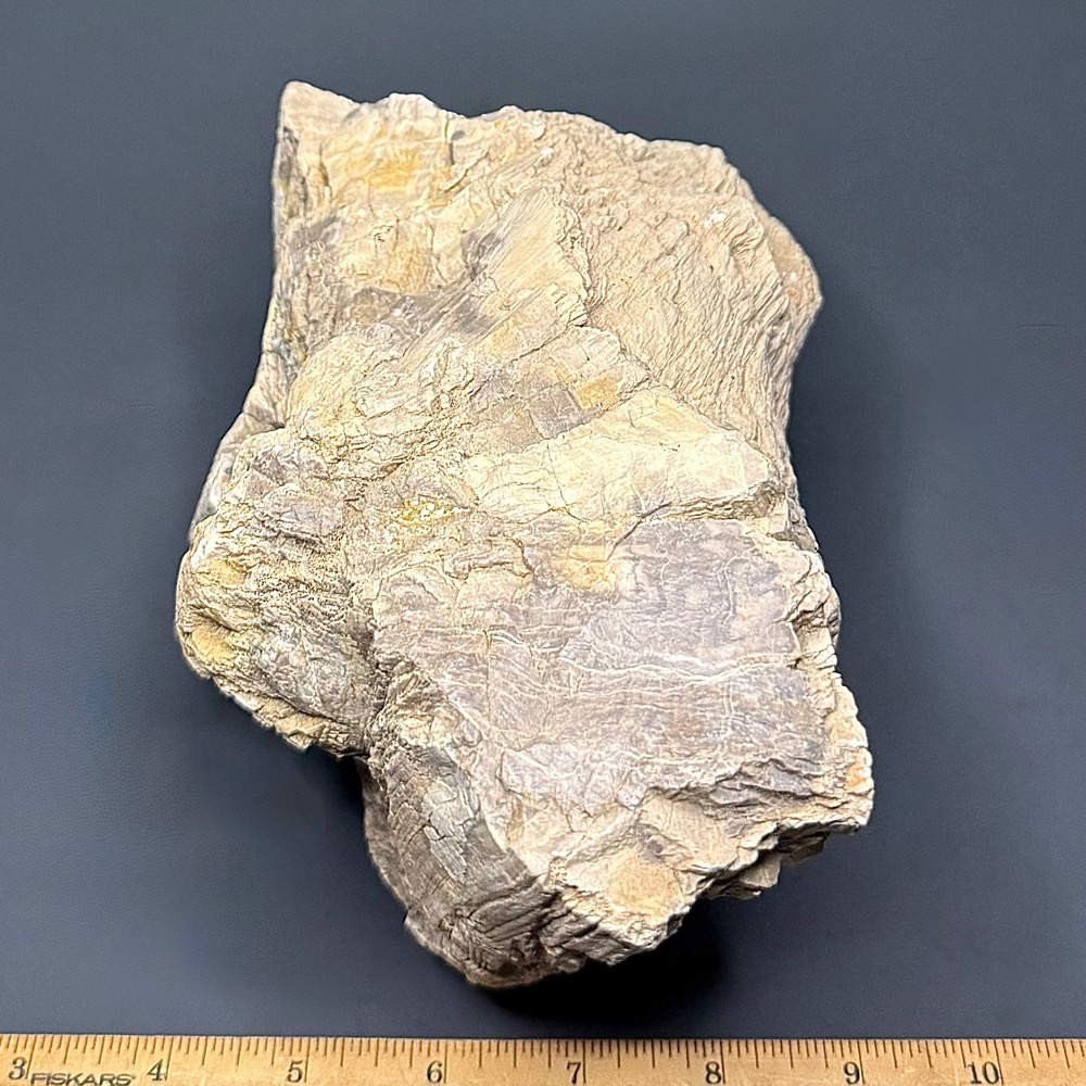 PR1012 Petrified Wood - Image 5