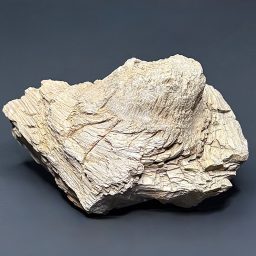 PR1012 Petrified Wood