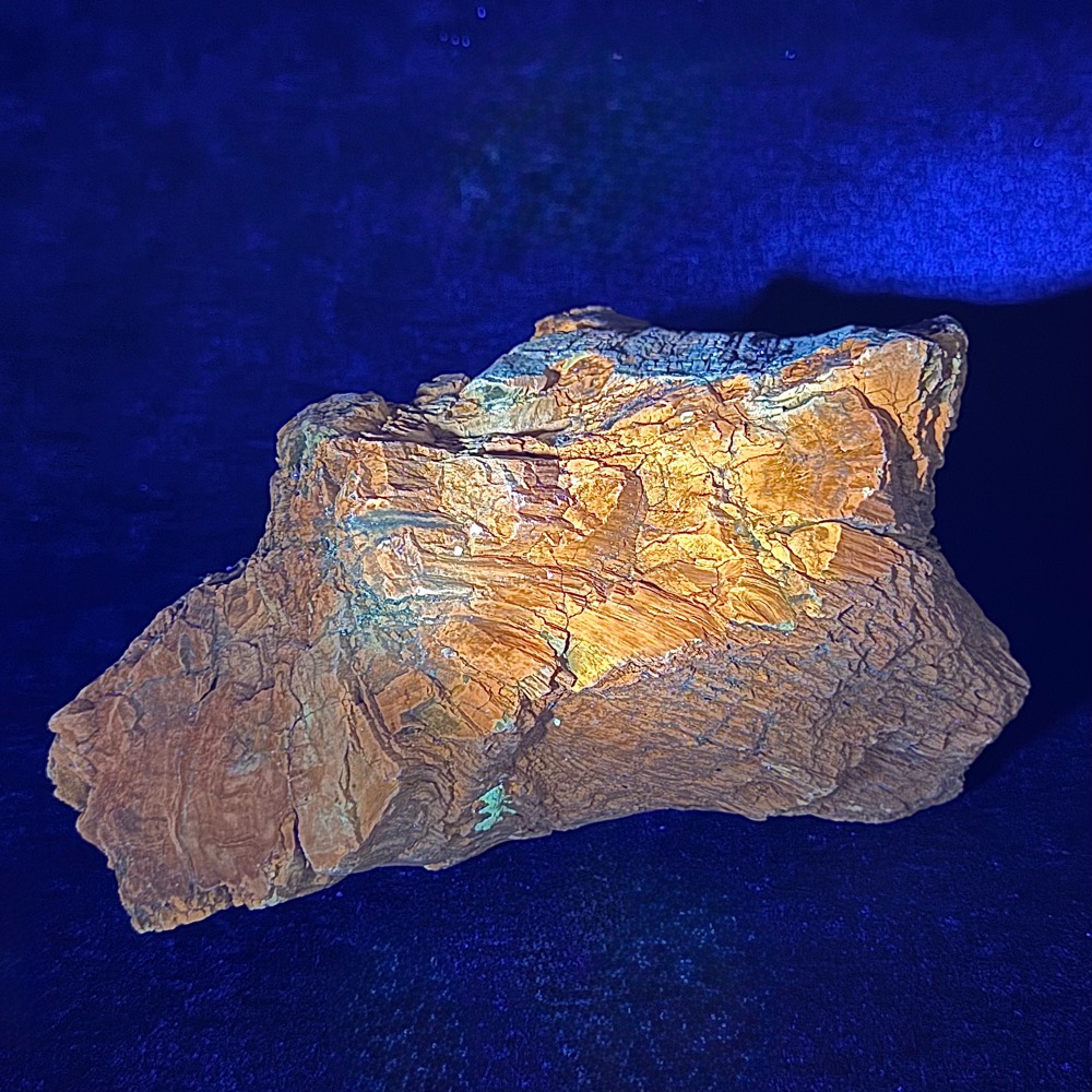 PR1012 Petrified Wood