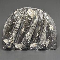 BK211 Orthoceras Bookends