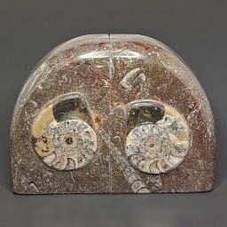 BK403 Geisonoceras Bookends