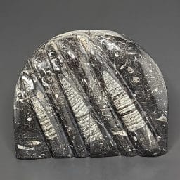 BK706 Orthoceras Bookends