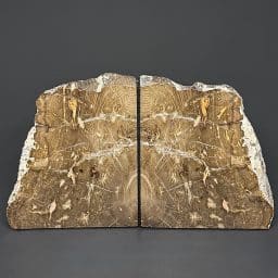 BK709 Petrified Wood Bookends