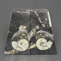 BK812 Geisonoceras Bookends