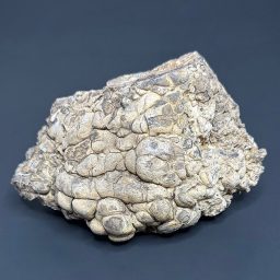 GR206 Stromatolite