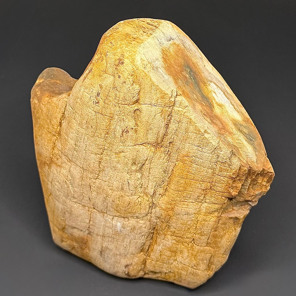 GR114 Indonesian Petrified Wood - Image 2