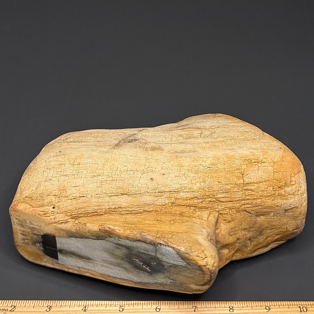 GR114 Indonesian Petrified Wood - Image 3