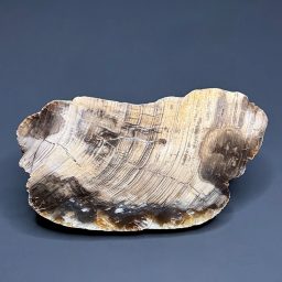 PW306 South Dakota Petrified Wood