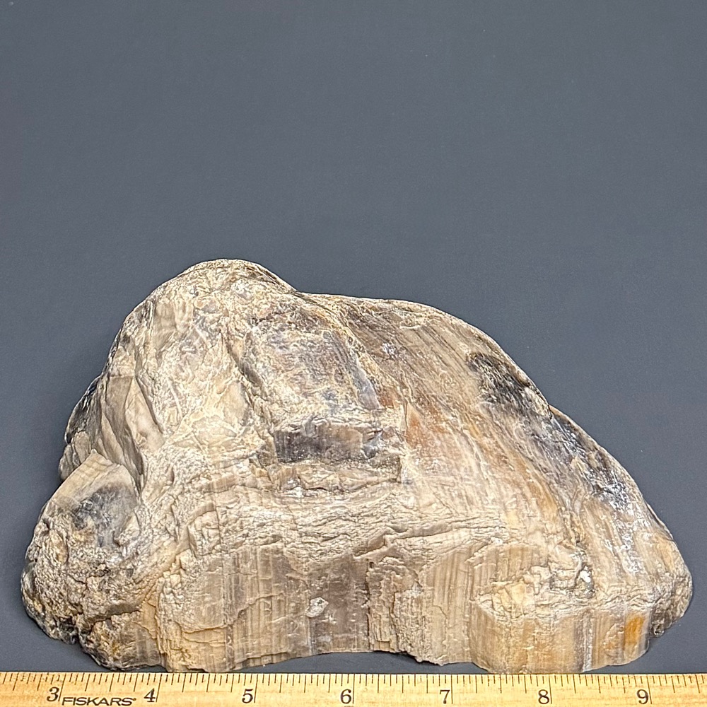 PW306 South Dakota Petrified Wood - Image 2