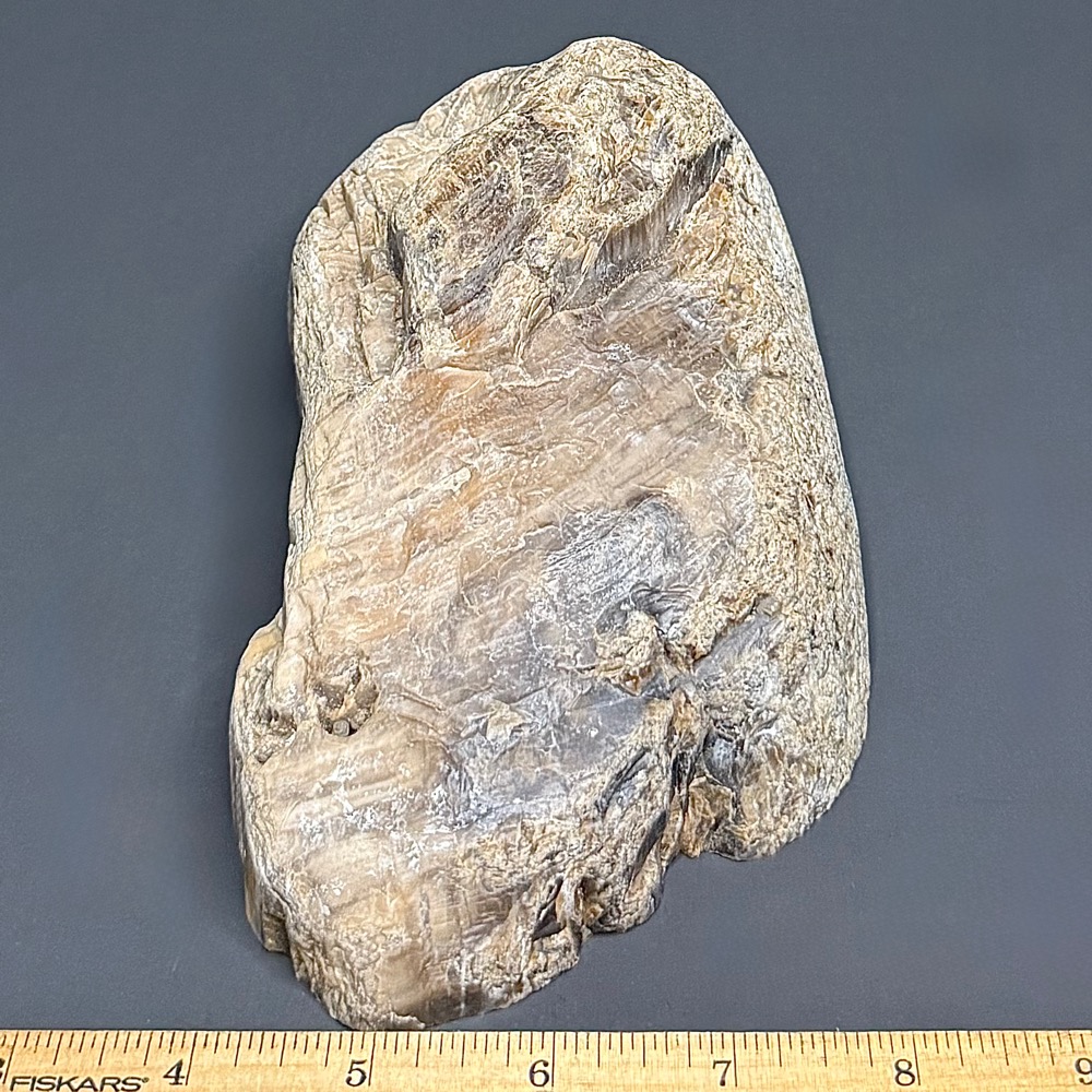 PW306 South Dakota Petrified Wood - Image 3